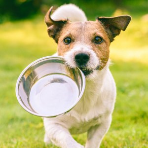 Dog Running with Dish for Lifes Abundance Dog Food