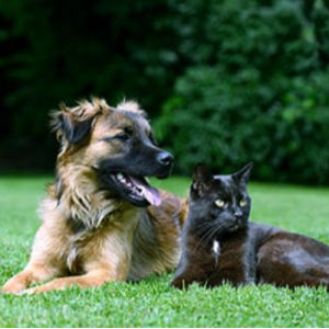 Lucy Dog and Panther Cat