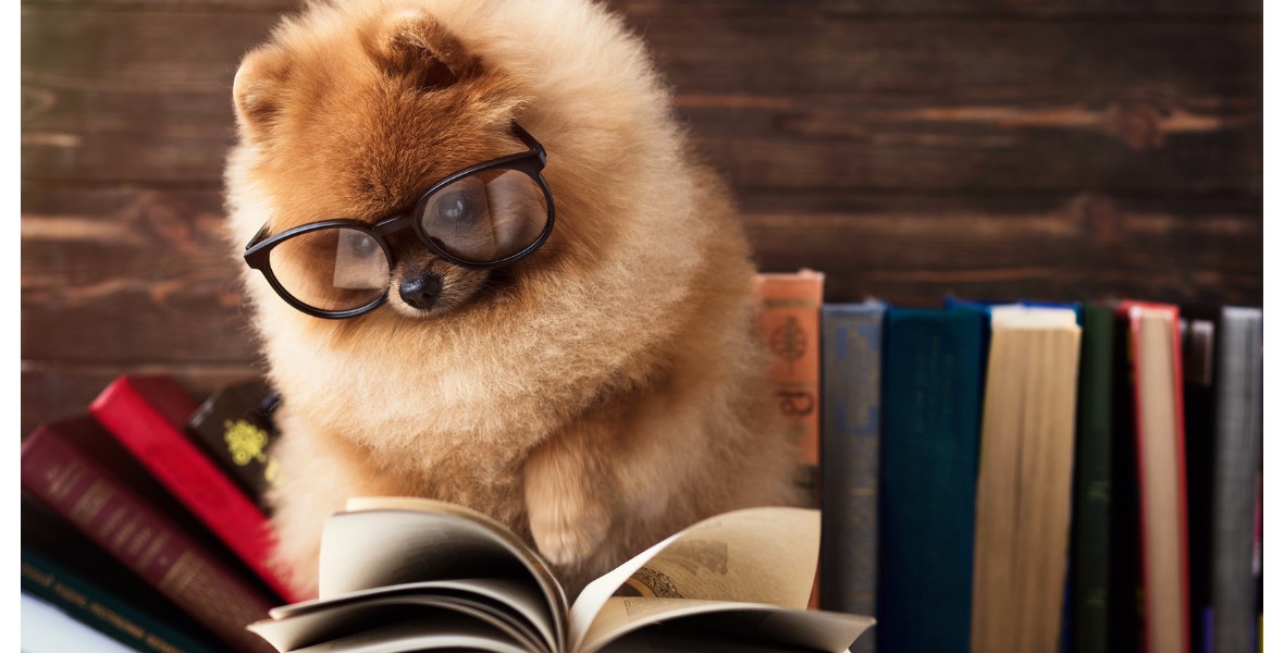 Pomeranian Reading Book